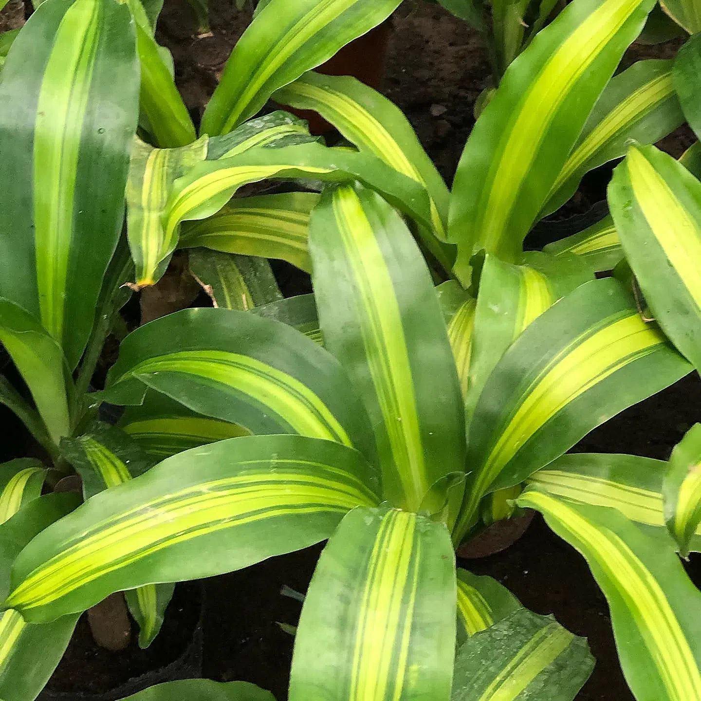 Dracena Massageana