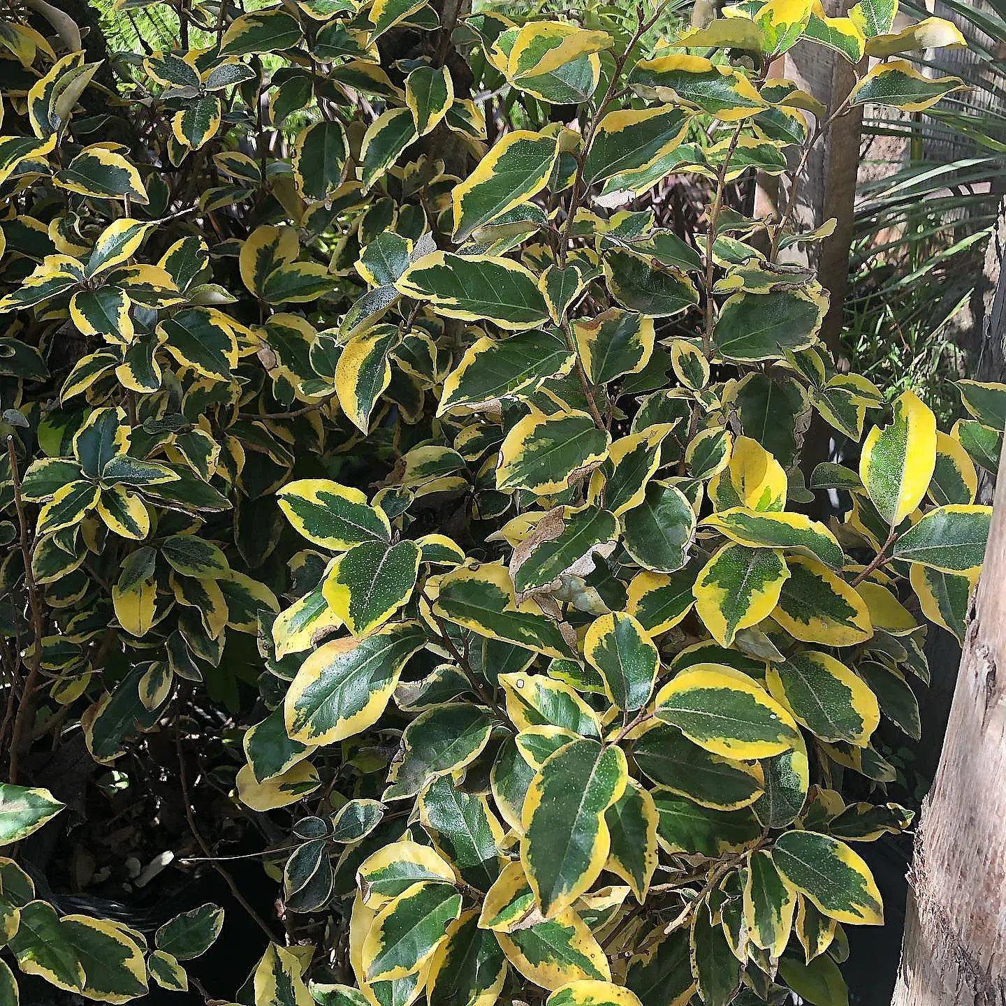 Eleagnus Ebingei Aurea
