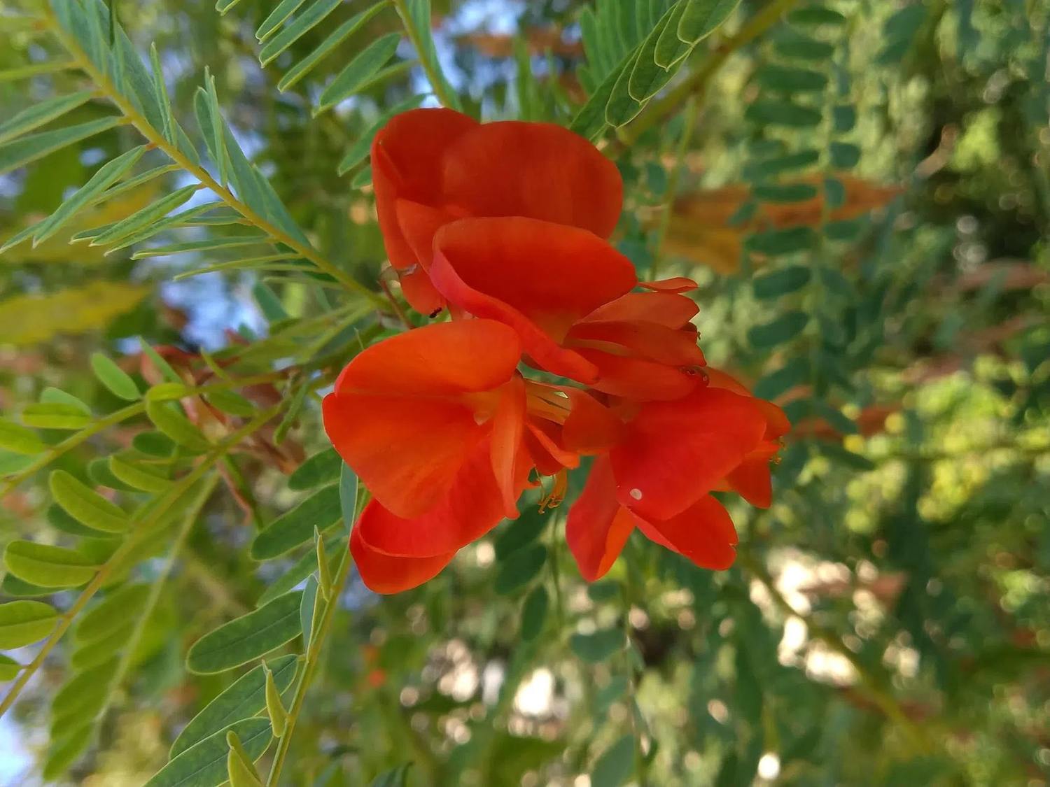 Detalle de flores rojo anaranjadas y hojas de Sesbania punicea