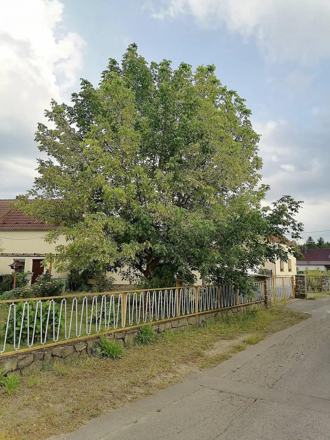 Árbol adulto de Acer negundo ‘Variegatum’ con copa de follaje verde y crema en un jardín urbano, con la base oculta detrás del cerco y otras plantas