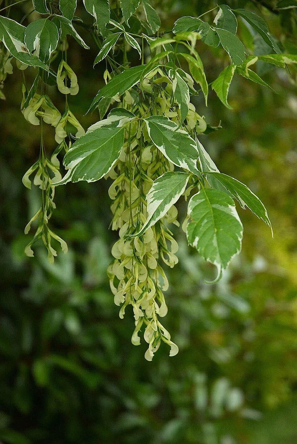 Hojas verdes con márgenes crema y racimos colgantes de sámaras de Acer negundo ‘Variegatum’