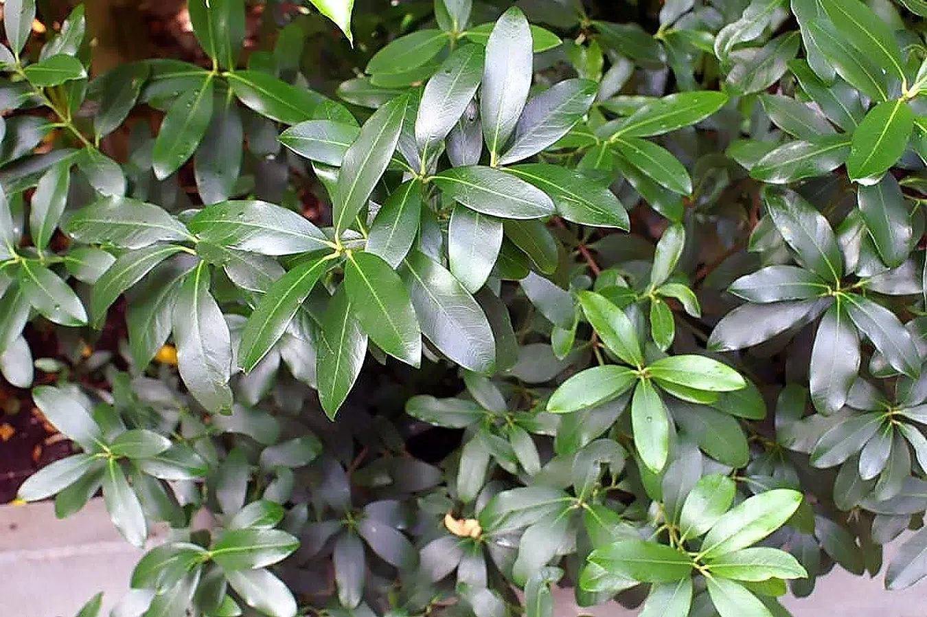 Hojas brillantes y sanas de Acokanthera oblongifolia en una plantación.