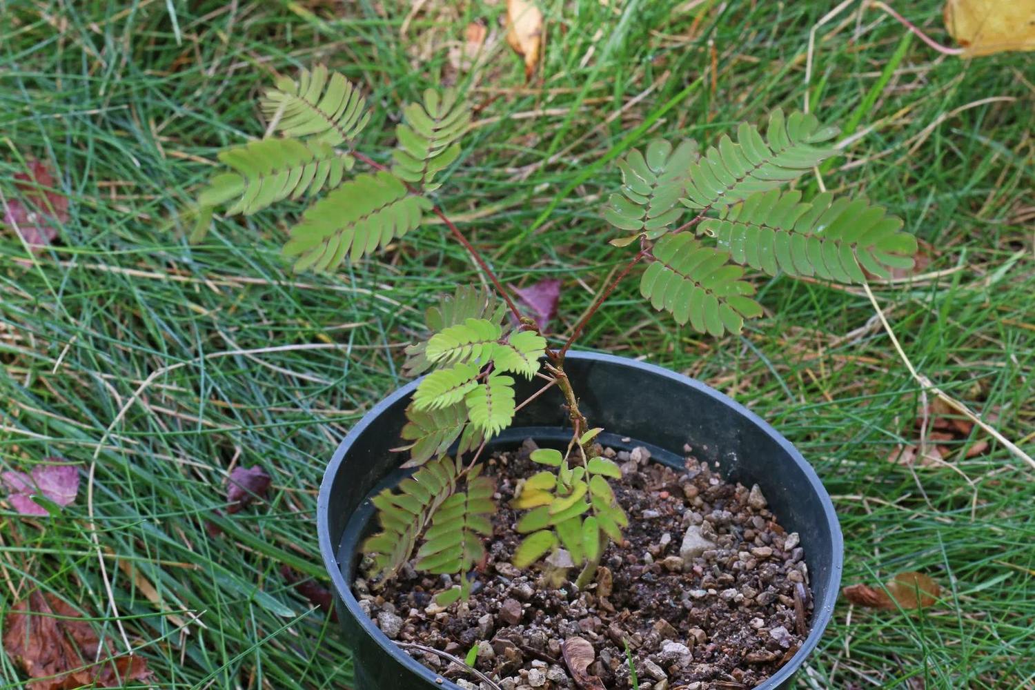 Acacia de Constantinopla joven, con hojas compuestas y parte de una maceta negra sobre césped