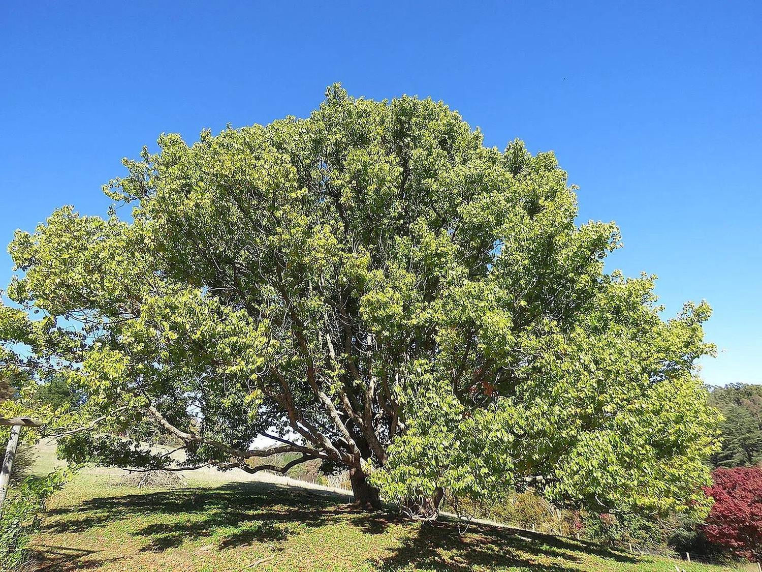Alcanforero adulto de copa amplia, follaje verde y tronco ramificado plantado en un parque bajo cielo azul