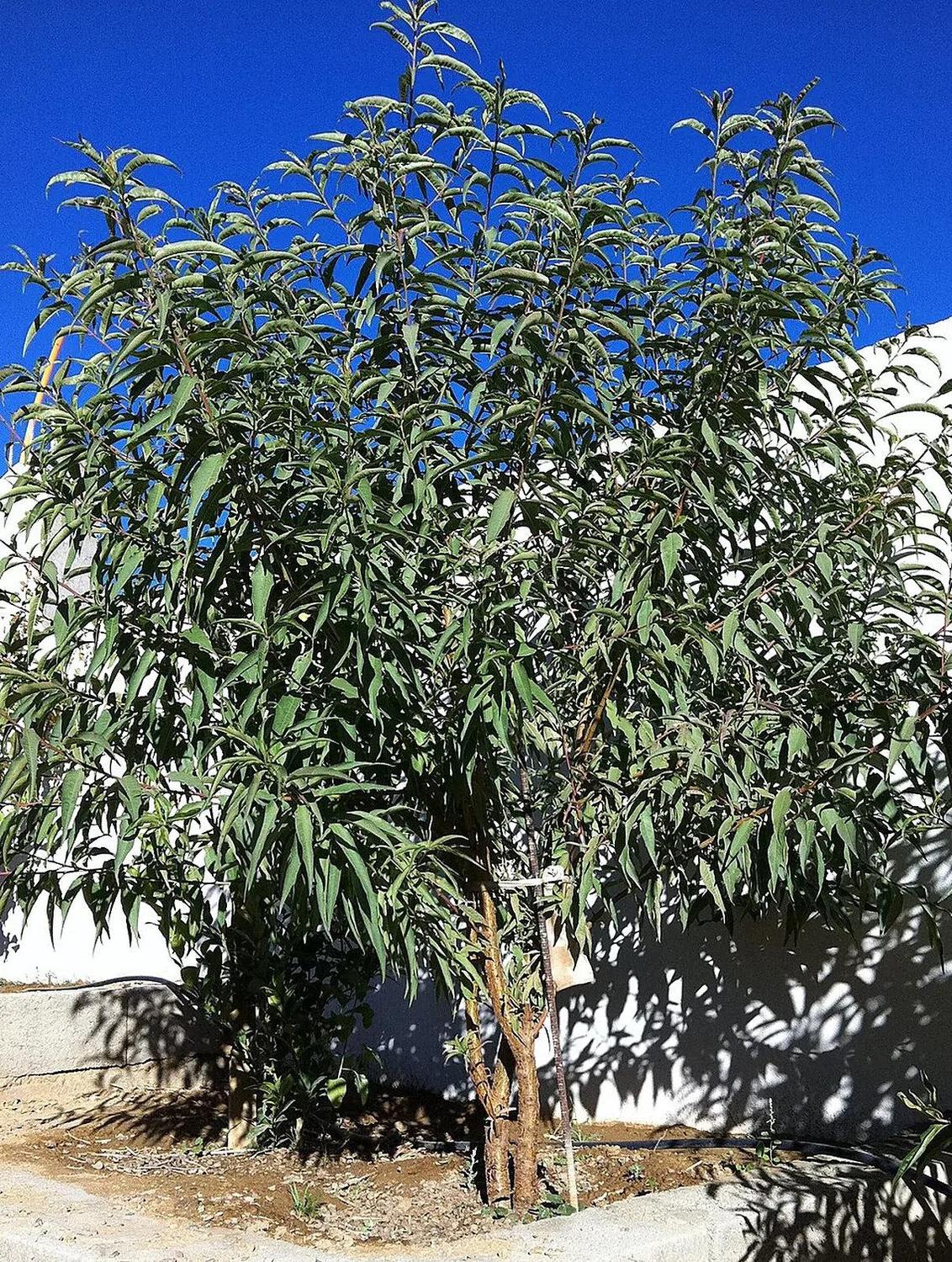 Almendro joven plantado en suelo junto a una pared, con tronco visible y copa de hojas estrechas parcialmente recortada por los bordes