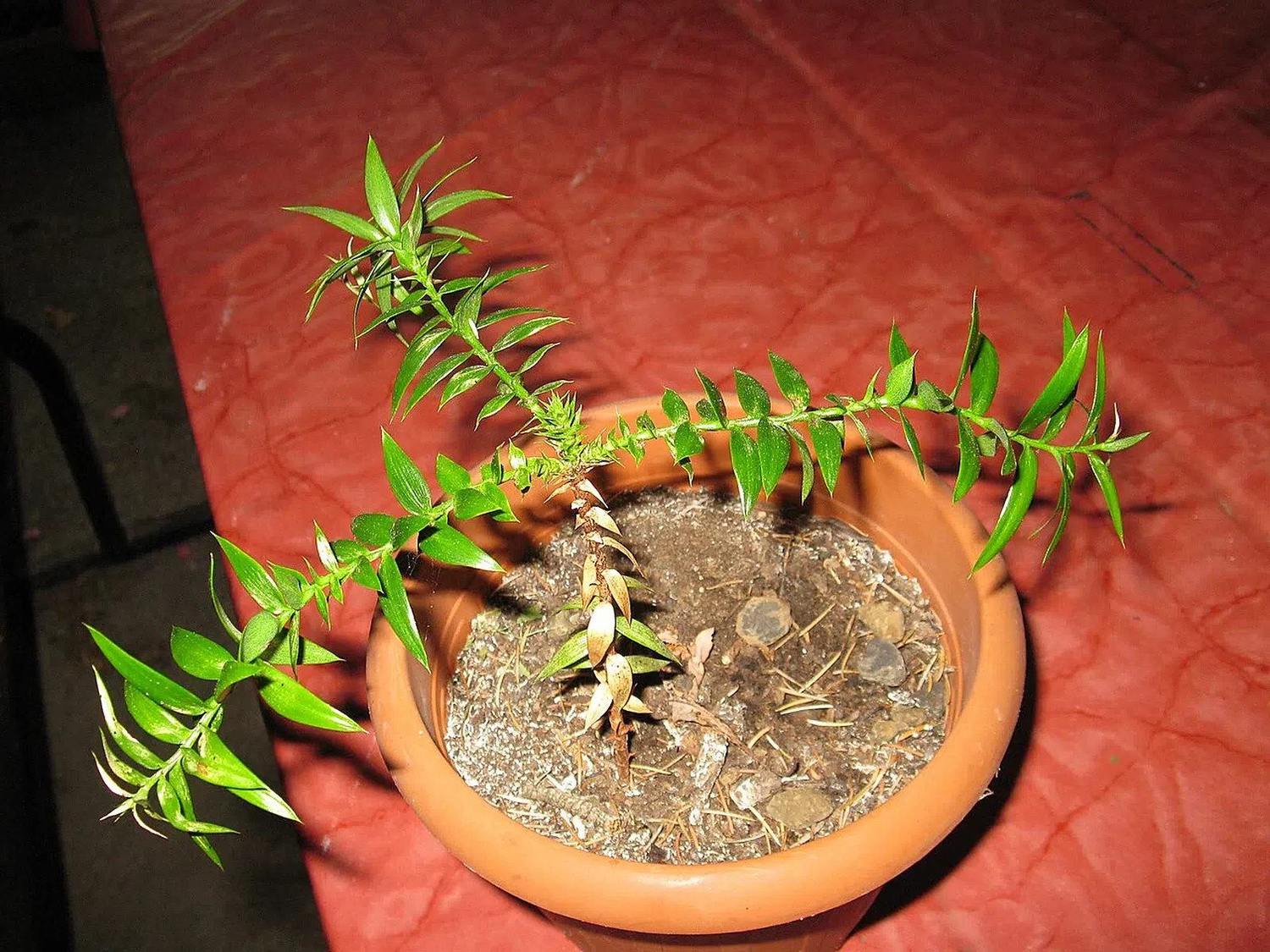 Araucaria bidwillii joven, con ramas y puntas dentro del encuadre, en una maceta terracota cuyo cuerpo queda cortado por el borde inferior