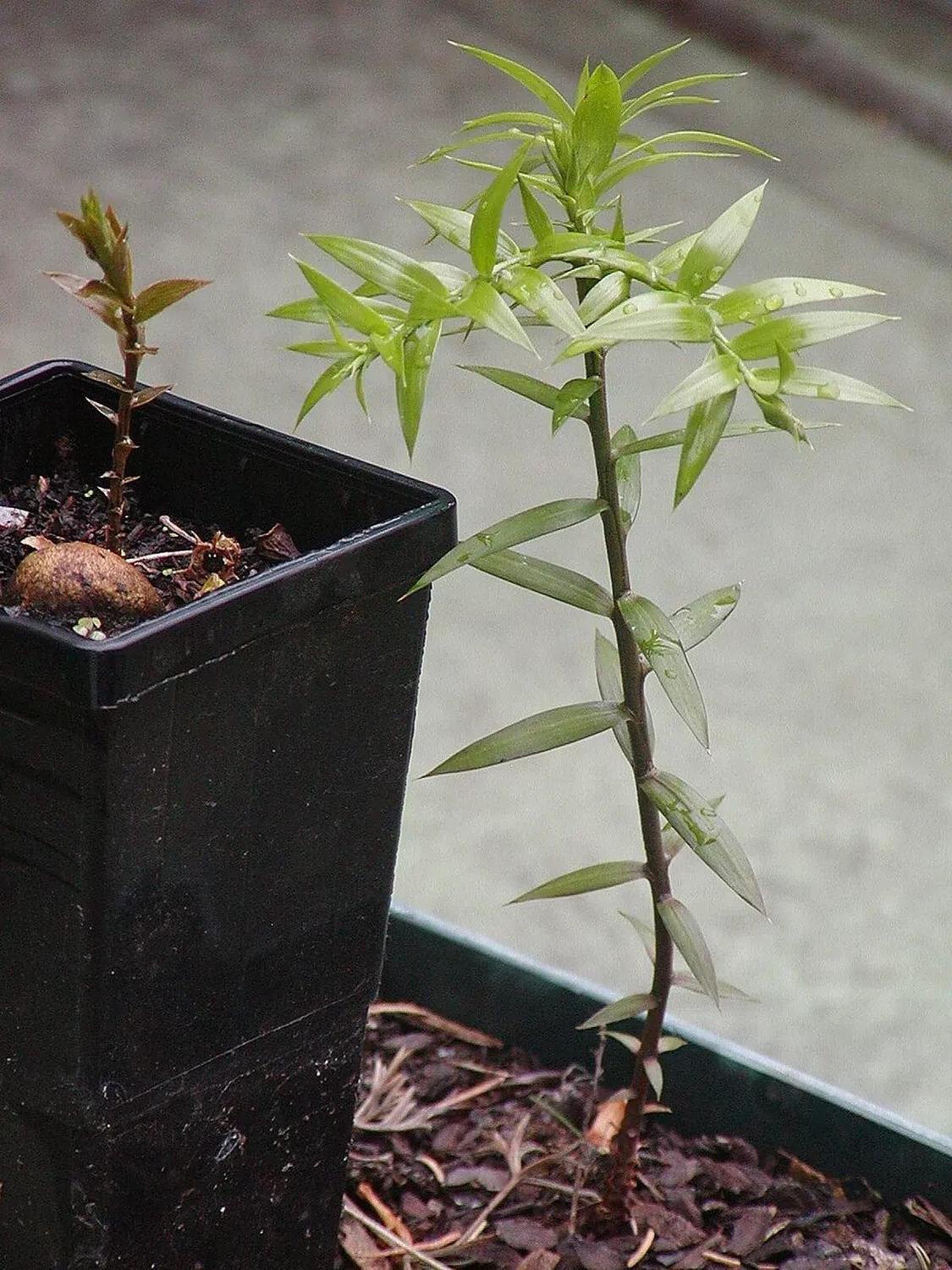 Ejemplar joven de araucaria con el tallo y las hojas completos; el recipiente queda parcialmente fuera de cuadro.