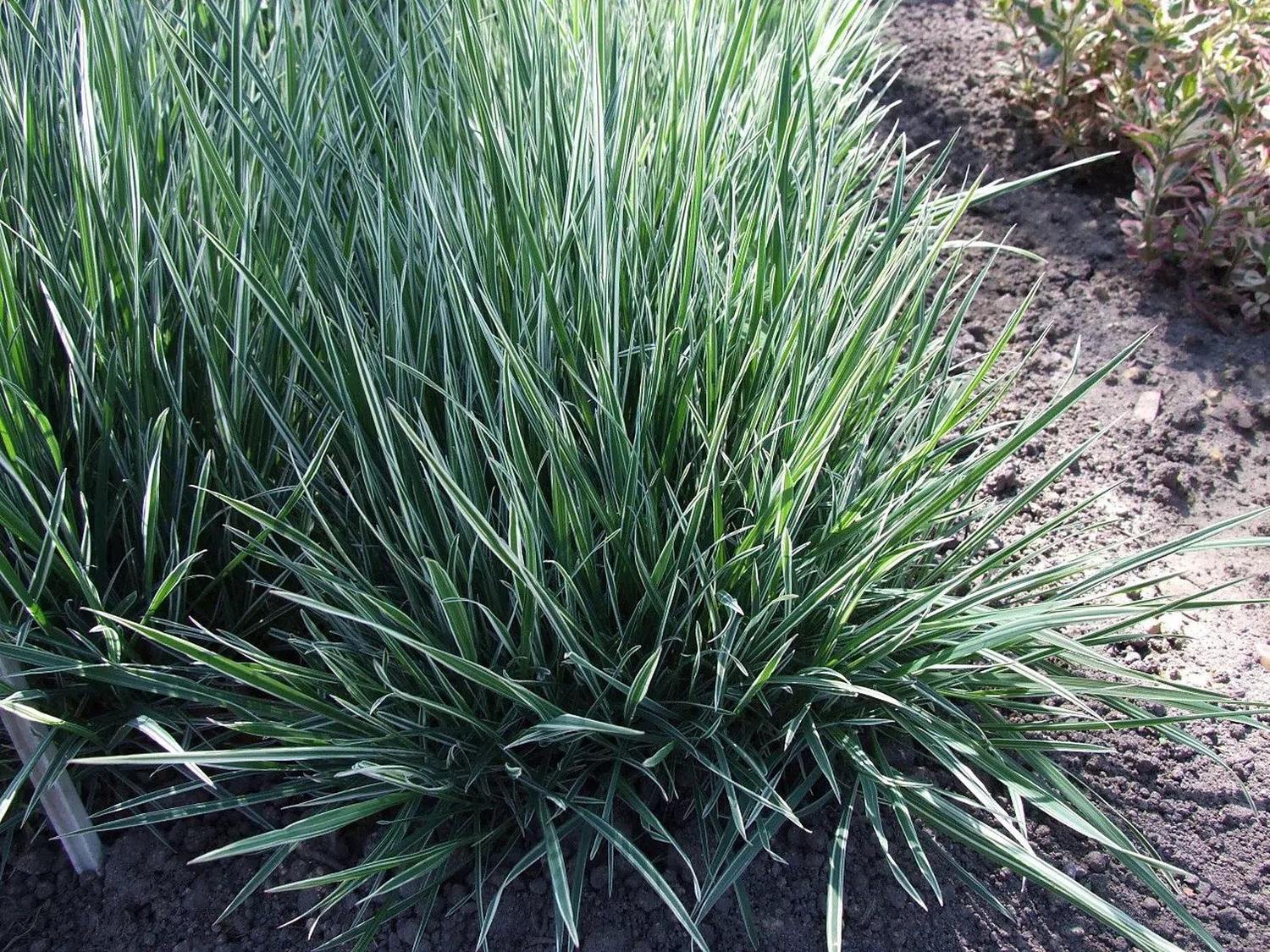 Mata de hojas lineares verdes con bandas claras, plantada en tierra y parcialmente recortada por los bordes superior e izquierdo