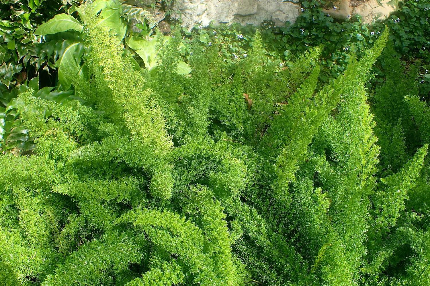 Frondas densas y arqueadas de Asparagus densiflorus Myersii en una mata de jardín