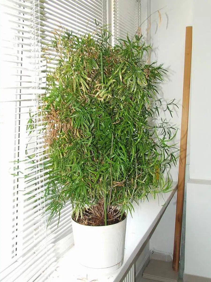 Asparagus falcatus en maceta blanca junto a una ventana.