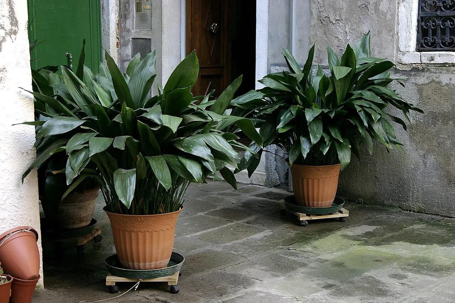 Aspidistras de hojas verdes en macetas terracota con platos y soportes, en un patio