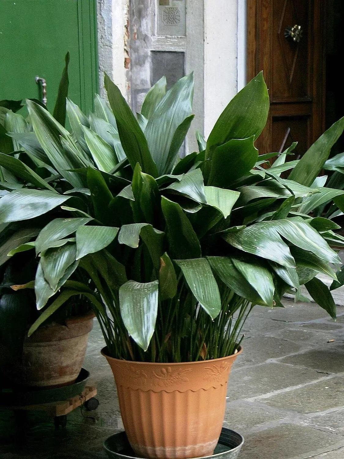 Aspidistra de hojas verdes en maceta terracota; el follaje se extiende fuera del cuadro.