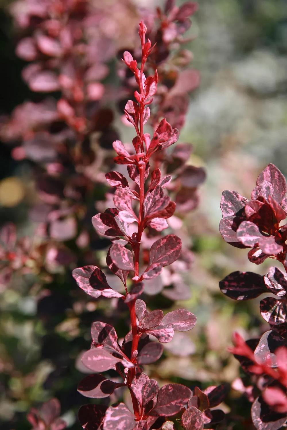 Berberis thunbergii Rose Glow