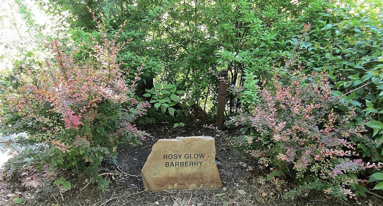 Dos arbustos de Berberis Rose Glow plantados en jardín, junto a una placa que dice Rosy Glow Barberry, con algunas ramas fuera del encuadre
