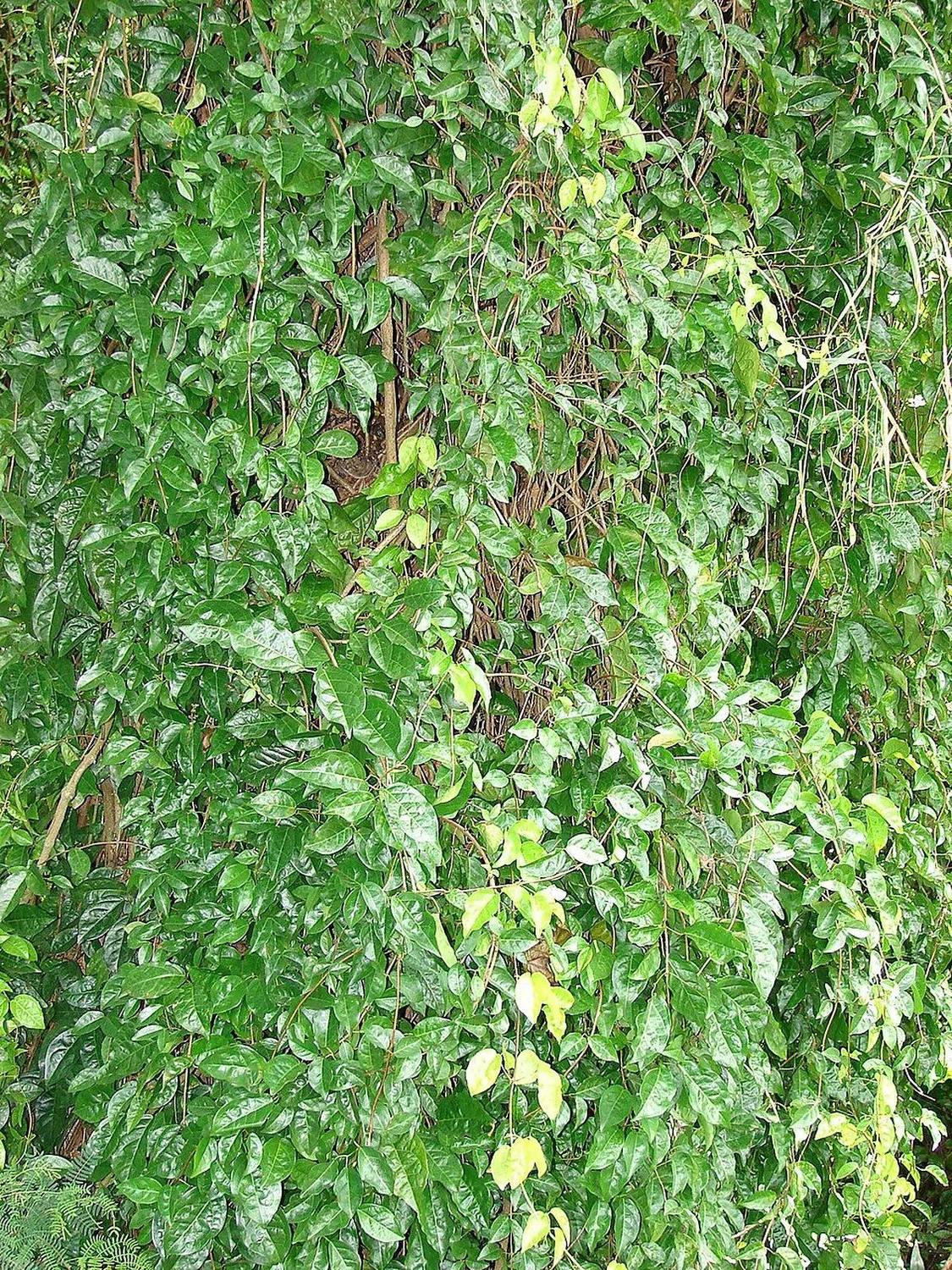 Follaje verde y tallos de una trepadora cubriendo un tronco, sin flores ni recipiente visibles