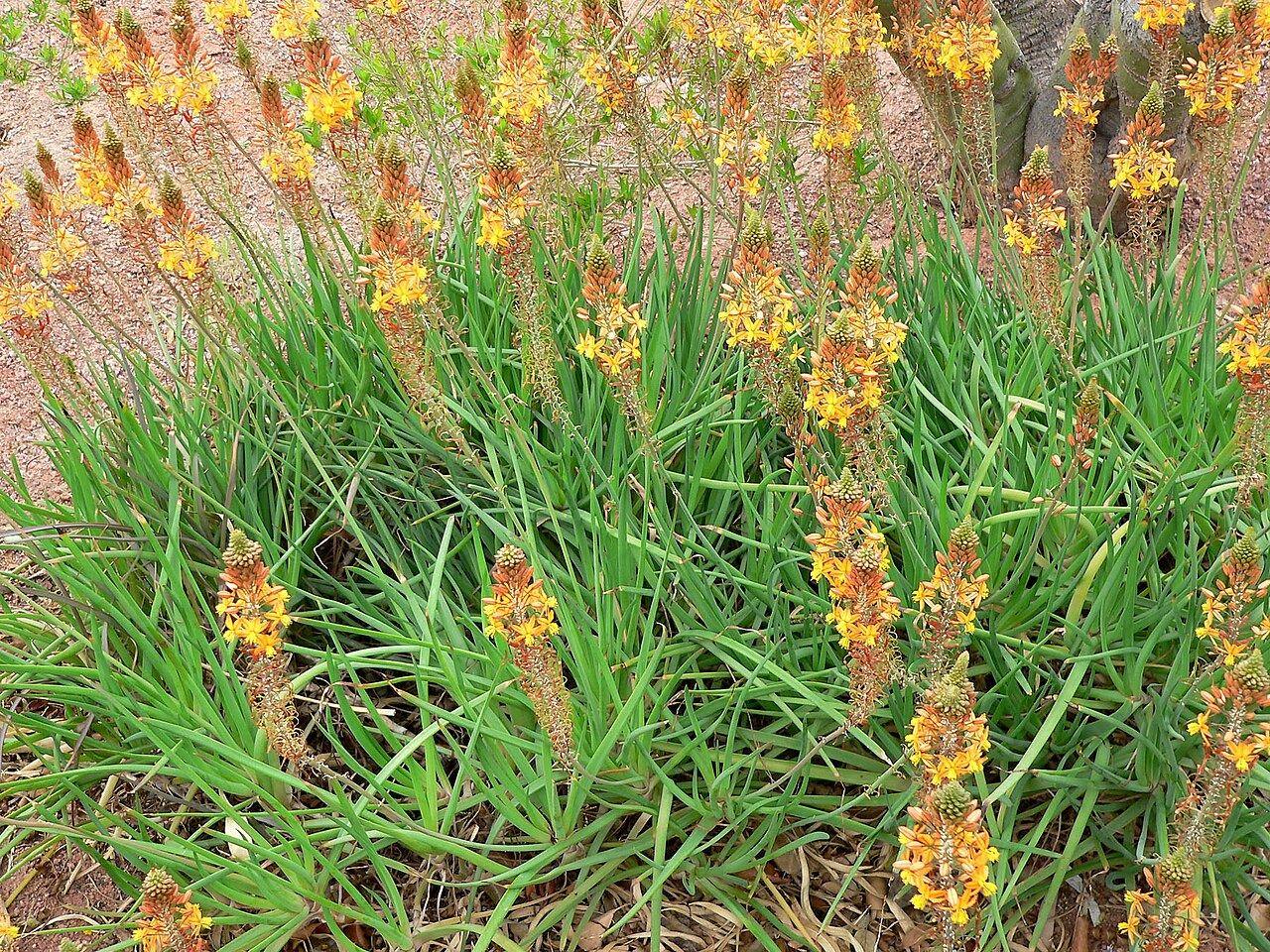 Grupo de Bulbine frutescens con hojas estrechas e inflorescencias anaranjadas y amarillas.