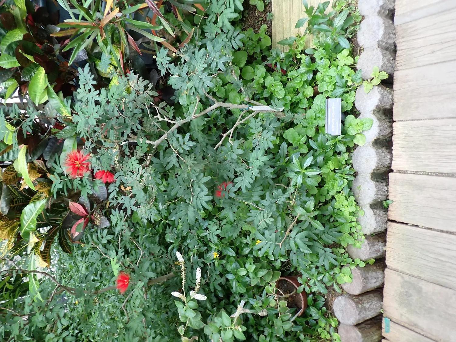 Ramas de Calliandra con hojas compuestas y flores rojas tipo plumerillo en un cantero con otras plantas