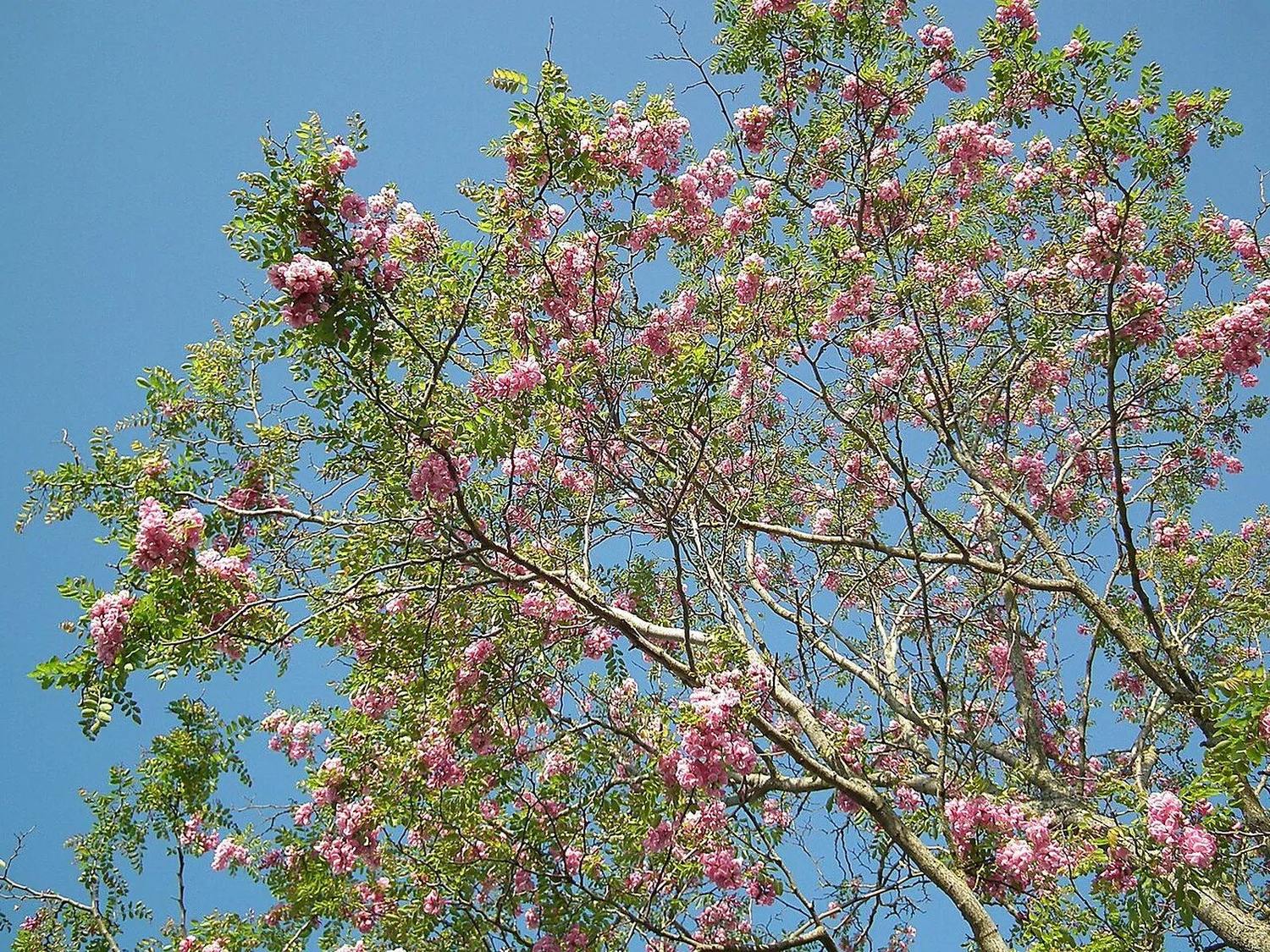 Ramas de Robinia ‘Casque Rouge’ con racimos de flores rosadas y hojas verdes contra el cielo