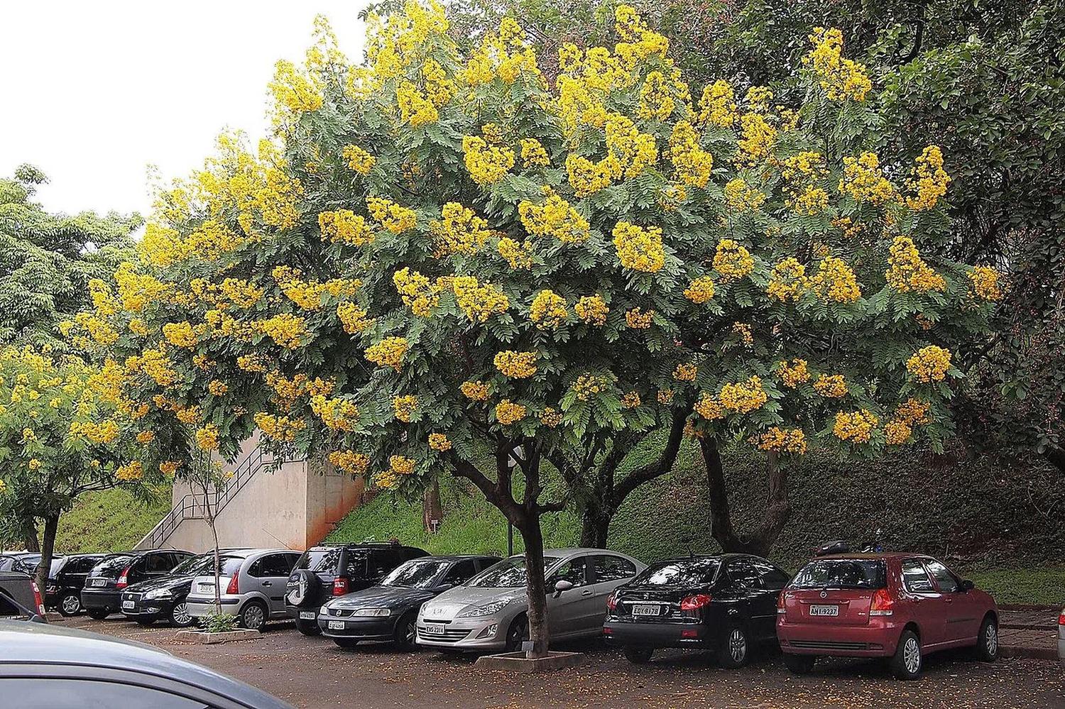Copa de cassia en flor sobre un tronco visible, junto a un estacionamiento.