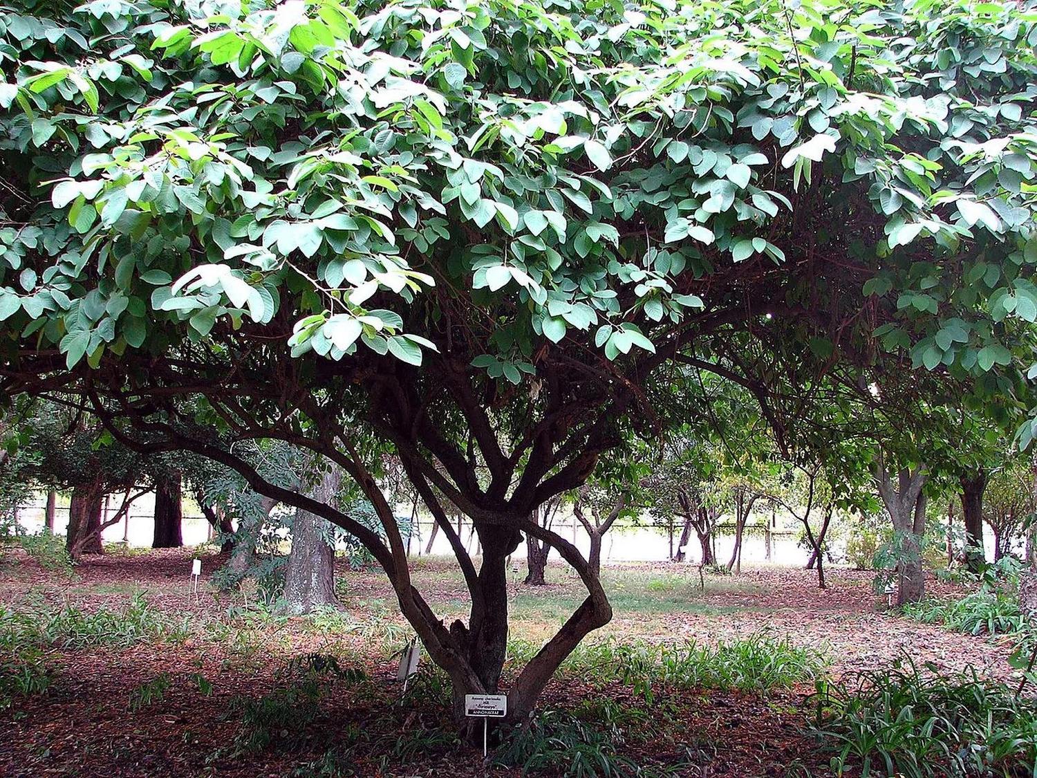 Tronco ramificado y parte de la copa de una chirimoya en jardín botánico.