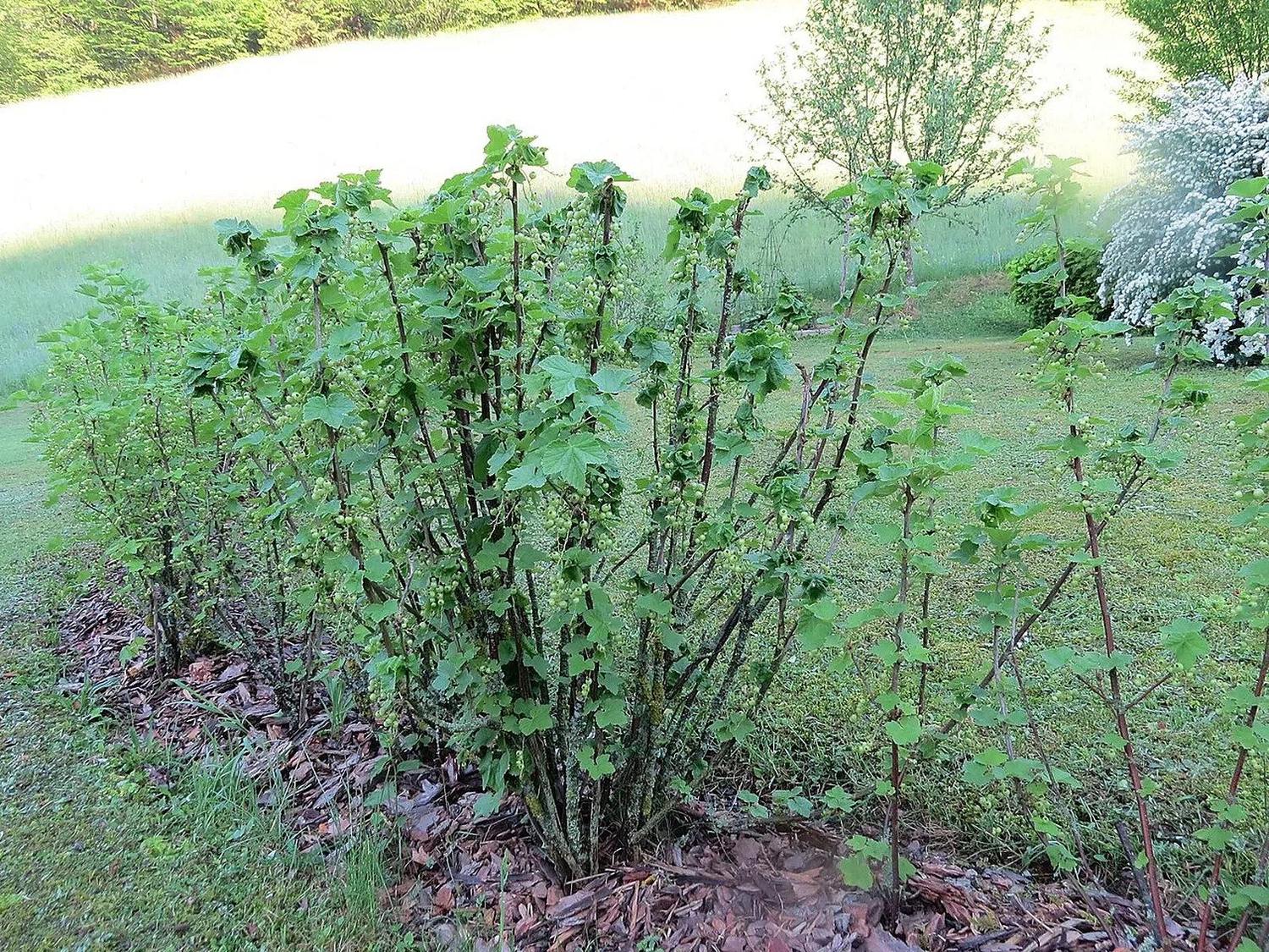 Corintos plantados en suelo, con hojas verdes y racimos de frutos todavía verdes