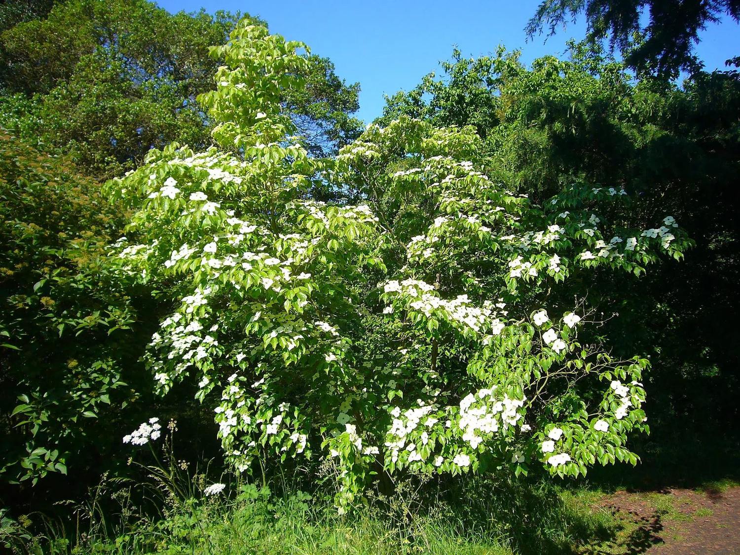 Cornus adulto con ramificación abierta y floración blanca en un jardín.