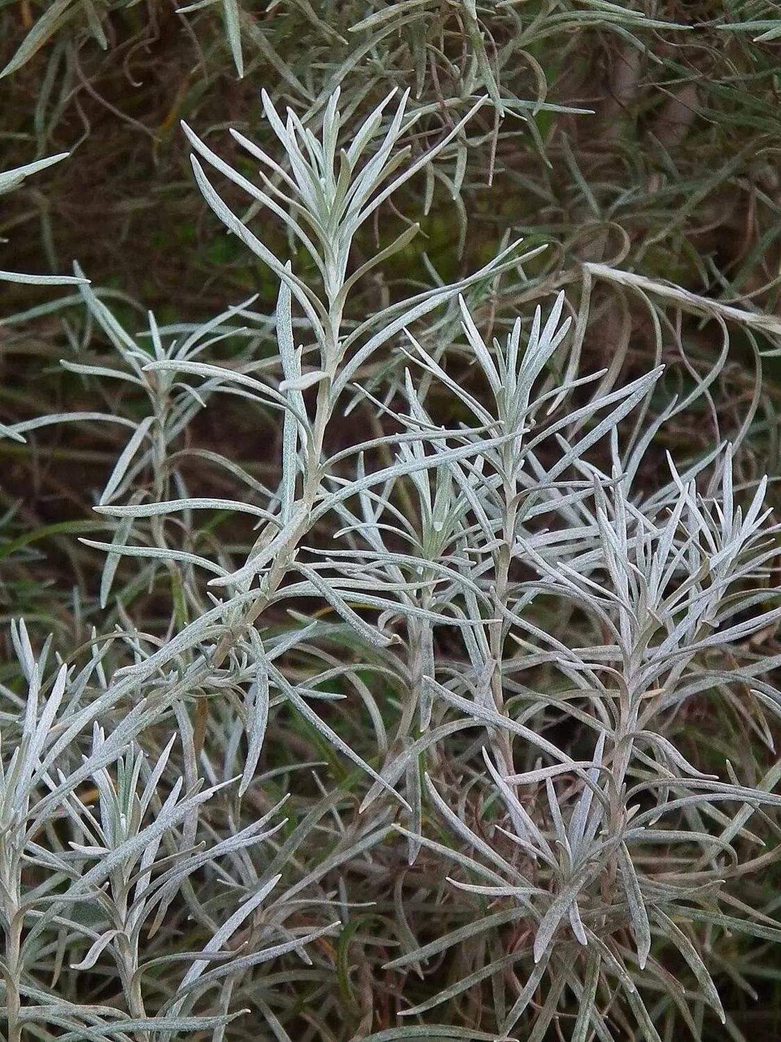 Hojas estrechas gris plateadas de la planta de curry, Helichrysum italicum
