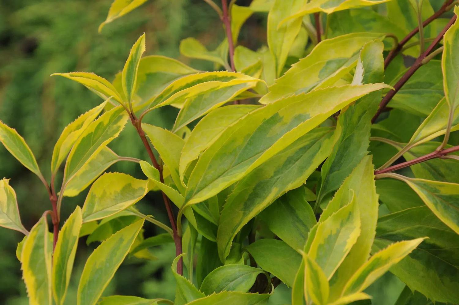 Hojas verdes con bordes amarillos de Forsythia Golden Times y tallos rojizos