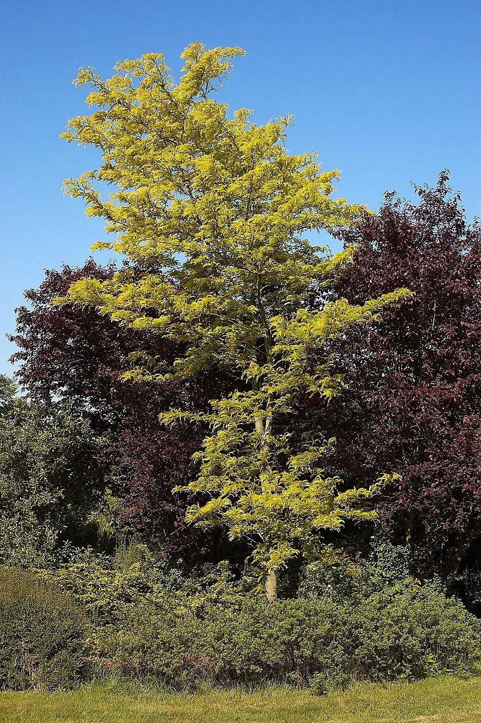 Gleditsia Sunburst de follaje amarillo dorado en un jardín, con árboles de hojas oscuras detrás