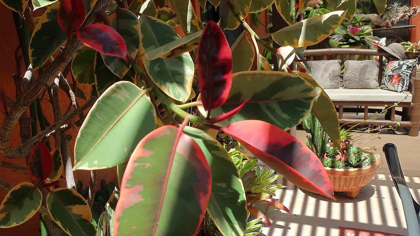 Hojas verdes y crema con brotes rosados de un gomero Ruby, fotografiadas en un patio