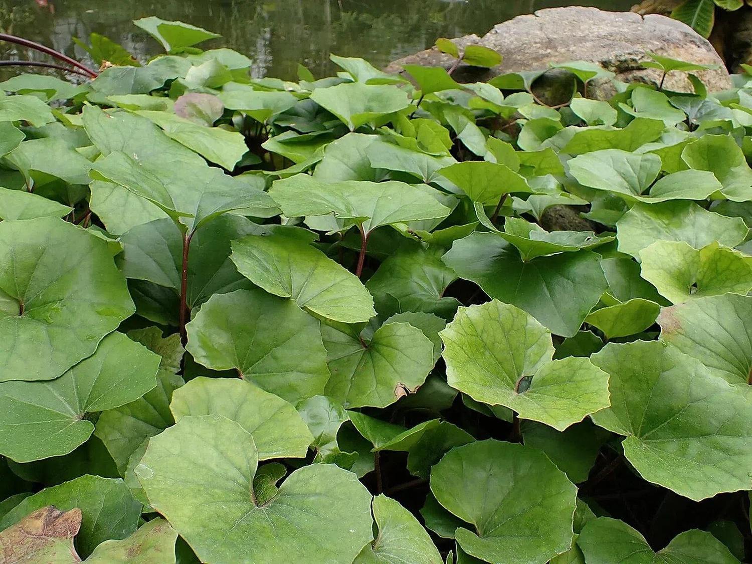 Hojas anchas y redondeadas de gorra de vasco, Farfugium japonicum, junto a una roca y agua