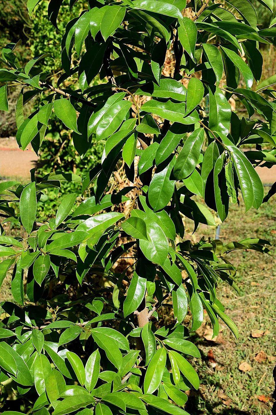 Hojas de guanábana en un jardín botánico, iluminadas por luz natural.