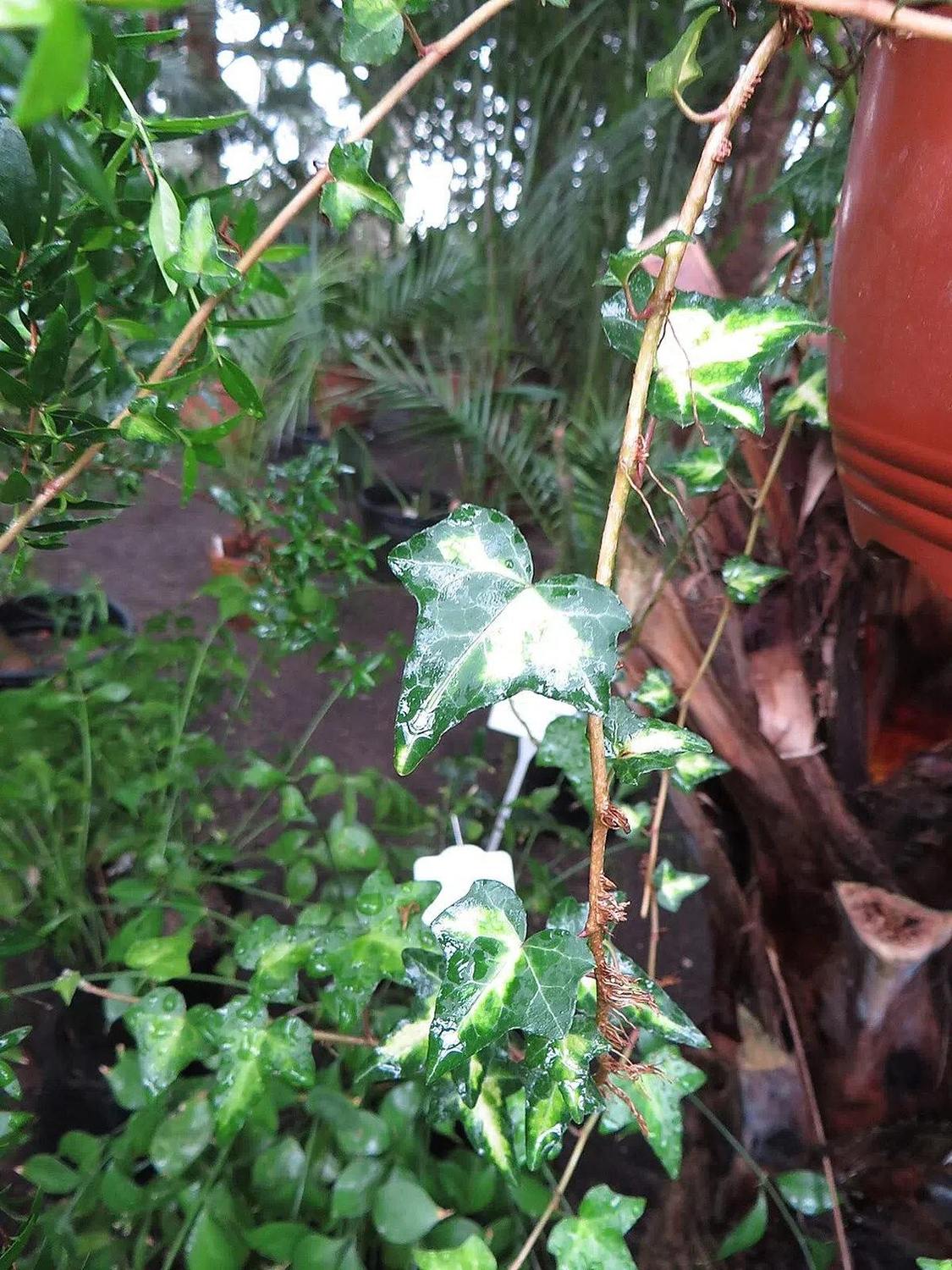 Rama colgante de Hedera helix ‘Gold Heart’ con hojas verdes y centro amarillo crema entre otras plantas de invernadero