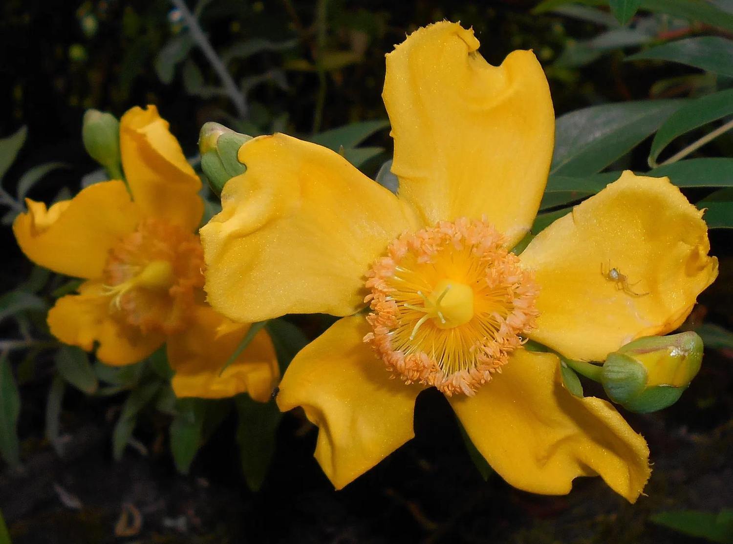 Flores amarillas de Hypericum × moserianum con numerosos estambres y botones florales entre hojas verdes