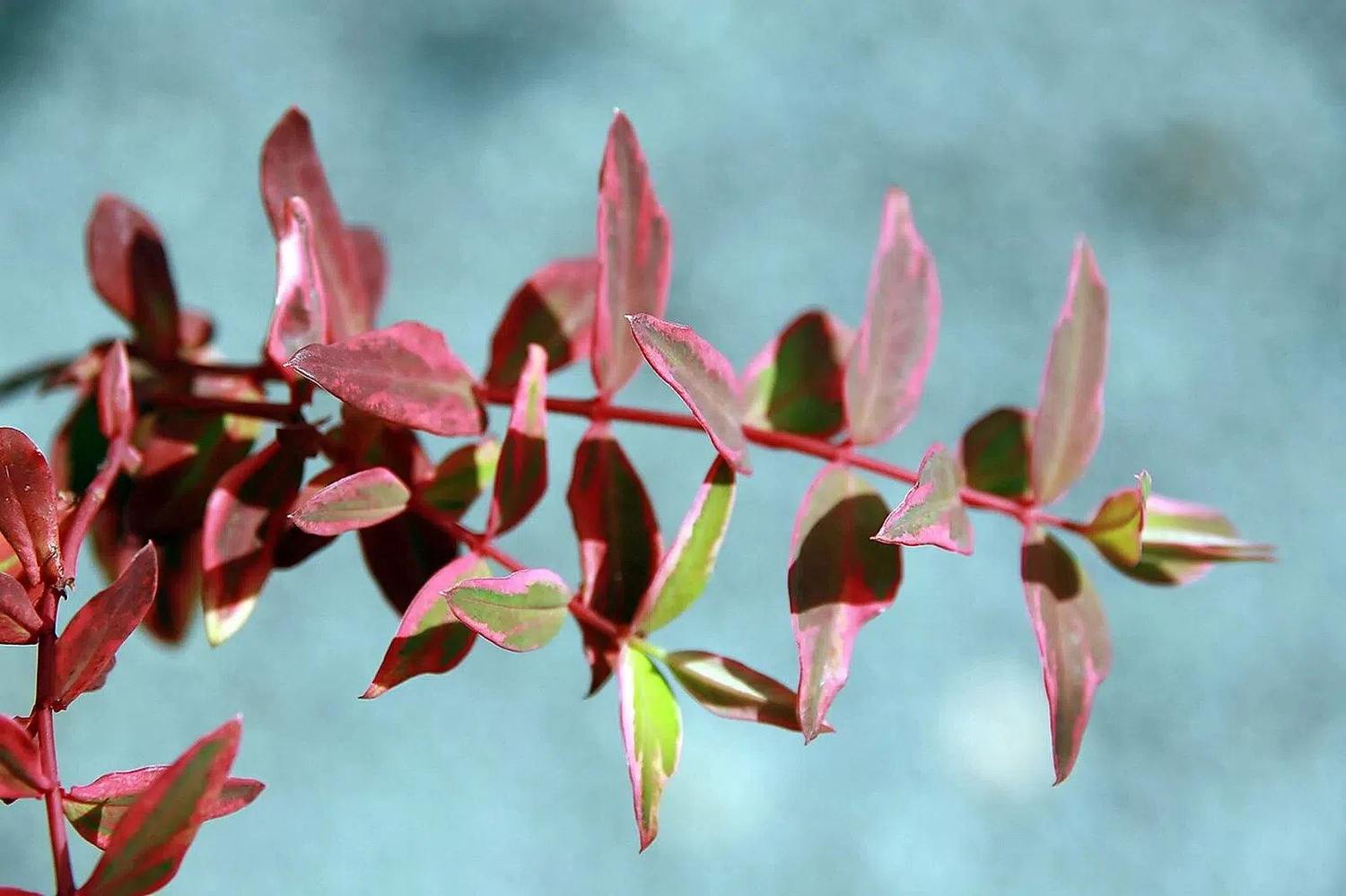 Rama de Hypericum × moserianum ‘Tricolor’ con hojas verdes, crema y rosadas sobre un fondo desenfocado