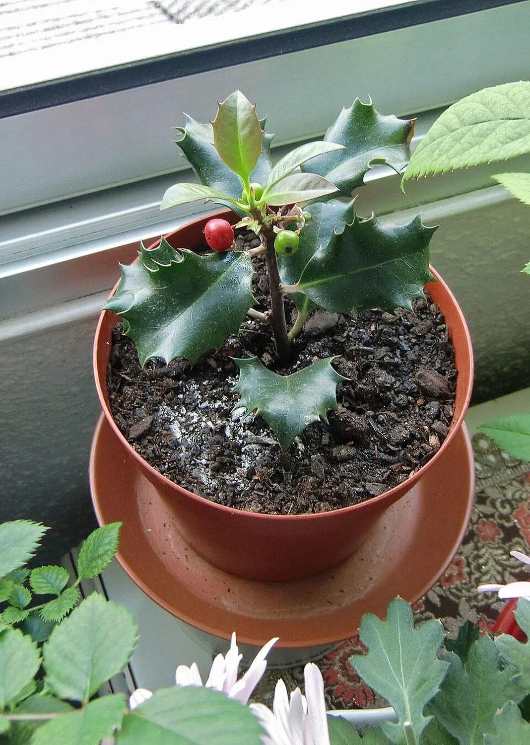 Ilex joven con hojas y frutos en una maceta marrón con plato junto a una ventana.