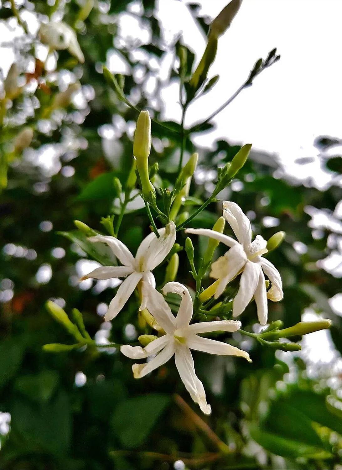 Flores blancas de pétalos estrechos y botones alargados de Jasminum azoricum entre follaje verde