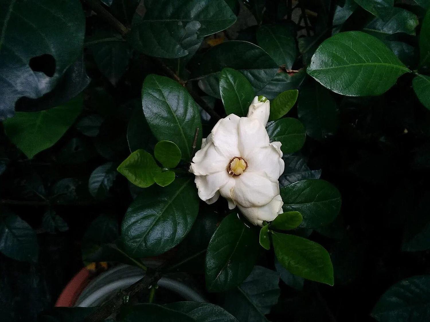 Flor blanca de Gardenia jasminoides var. fortuneana entre hojas ovaladas de color verde oscuro y superficie brillante