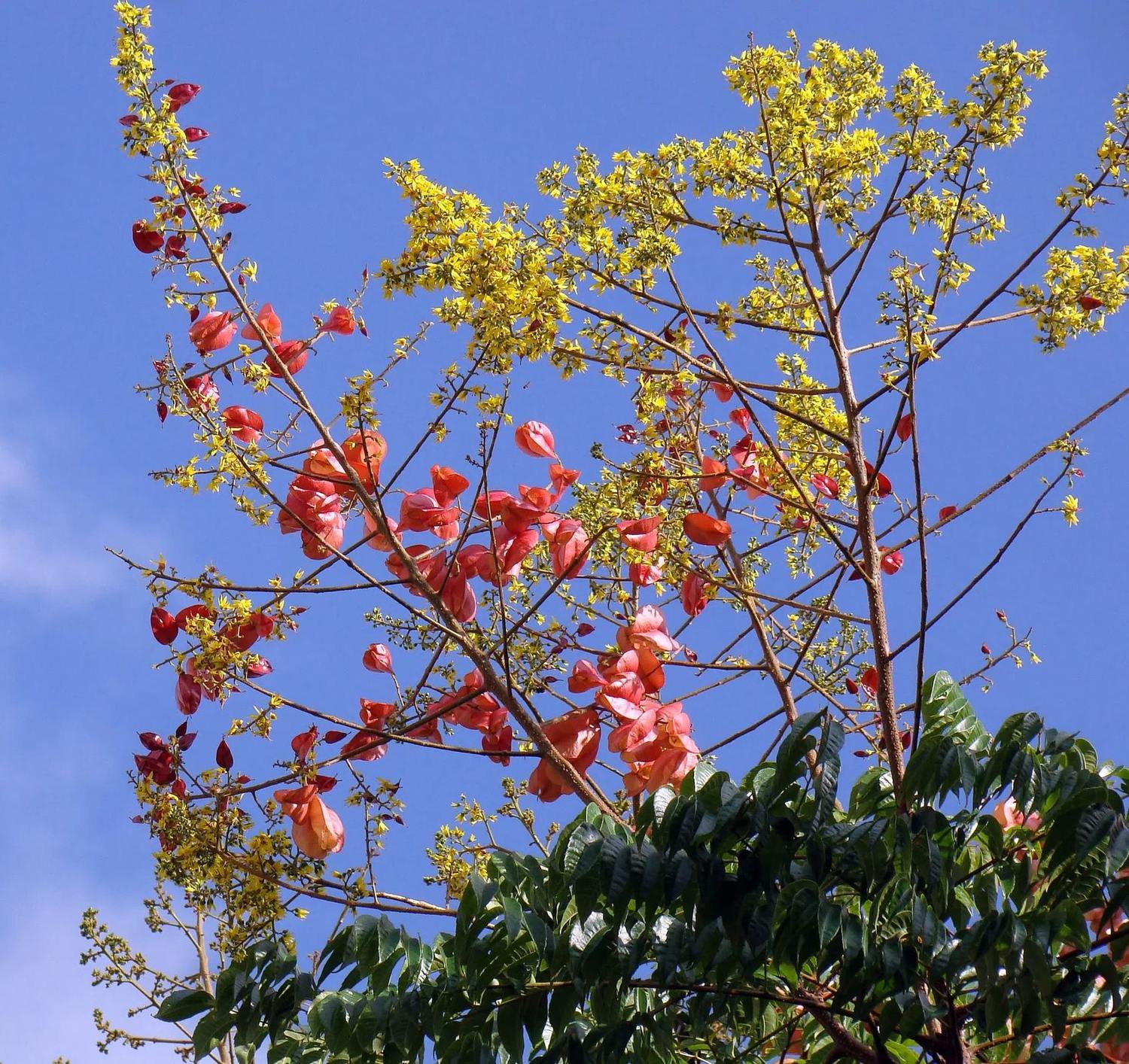 Ramas altas con flores amarillas y frutos rosados de koelreuteria contra el cielo.
