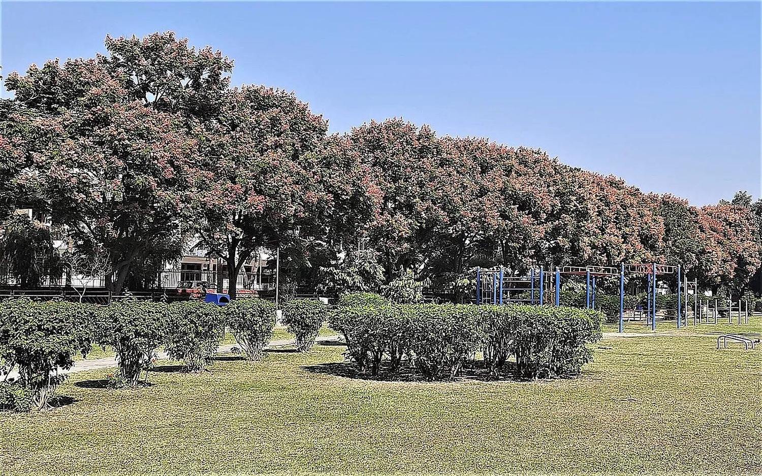 Alineación de Koelreuteria elegans adultos con copas verdes y rosadas junto a un parque con césped, arbustos recortados y juegos