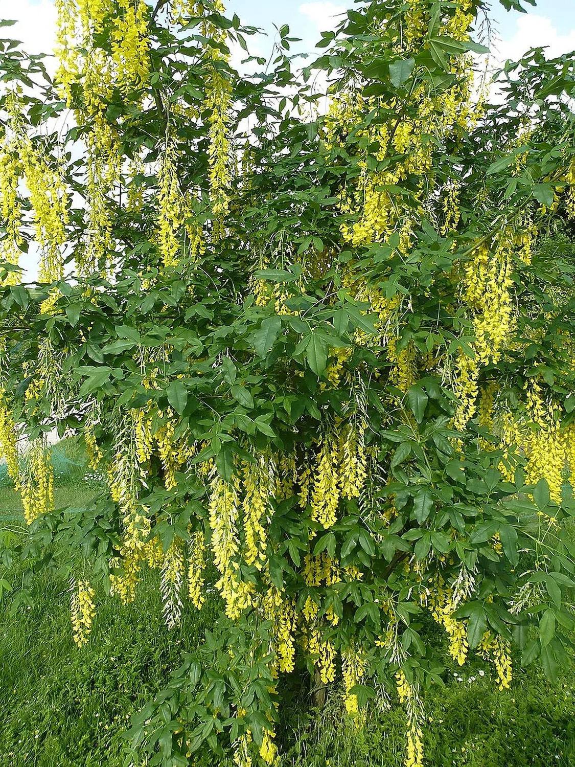 Racimos colgantes de flores amarillas de Laburnum × watereri entre ramas de hojas verdes