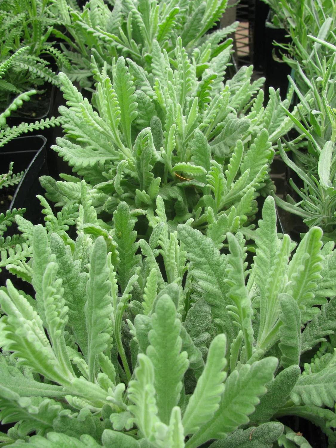 Detalle de hojas de lavanda en una agrupación de plantas.
