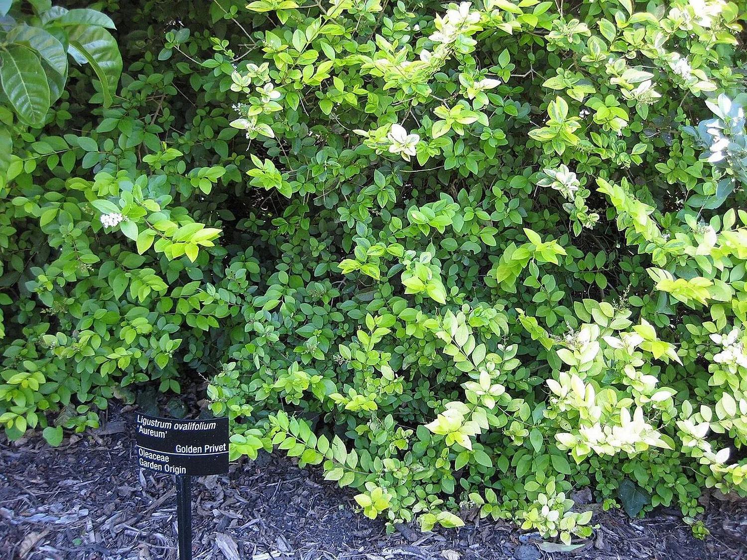 Follaje verde y amarillo crema de Ligustrum ovalifolium ‘Aureum’ con pequeñas flores blancas y cartel botánico identificatorio