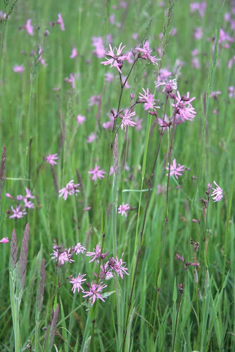 Tallos delgados de Lychnis flos-cuculi con flores rosadas de pétalos divididos, entre hierbas de una pradera