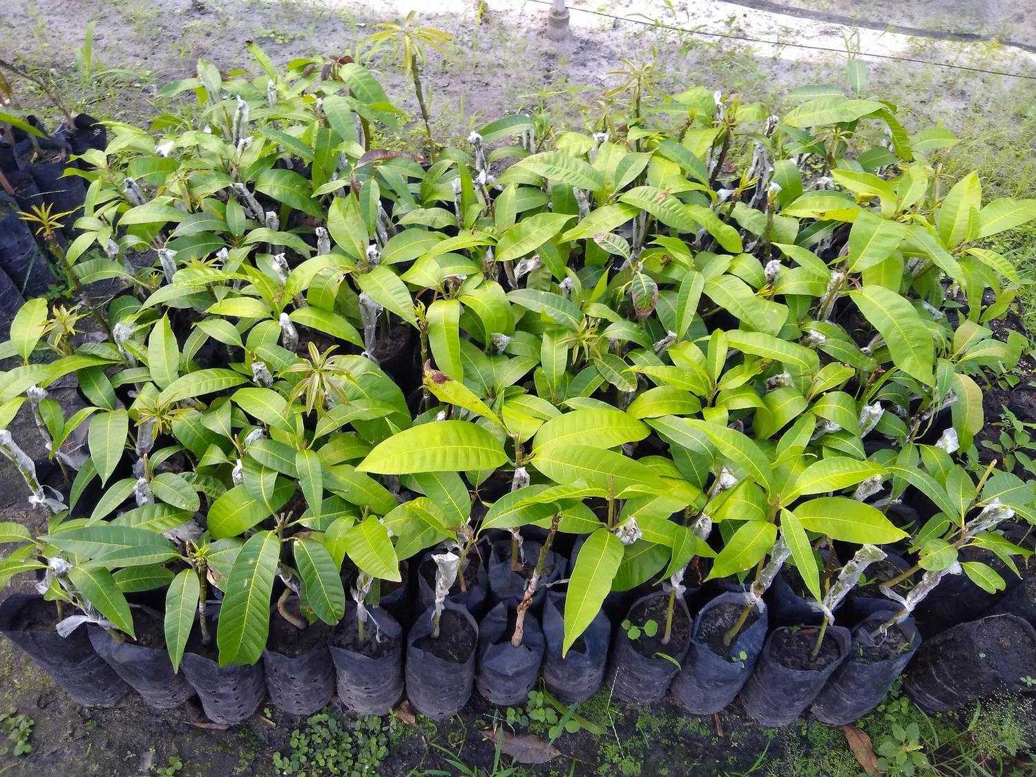 Grupo de plantines de mango injertados, con hojas verdes y bolsas negras de vivero