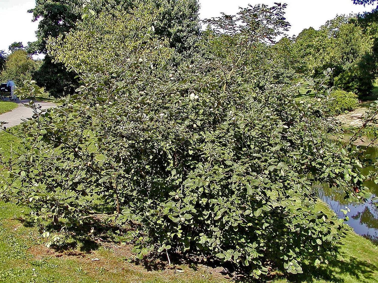 Membrillero frondoso con frutos entre las hojas, plantado en un jardín junto a un estanque, con ramas laterales fuera del encuadre