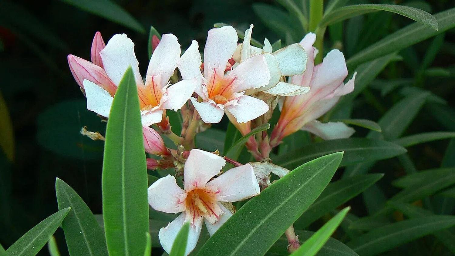 Flores pálidas de Nerium oleander Petite Salmon con centro salmón y rosado, entre hojas largas verdes