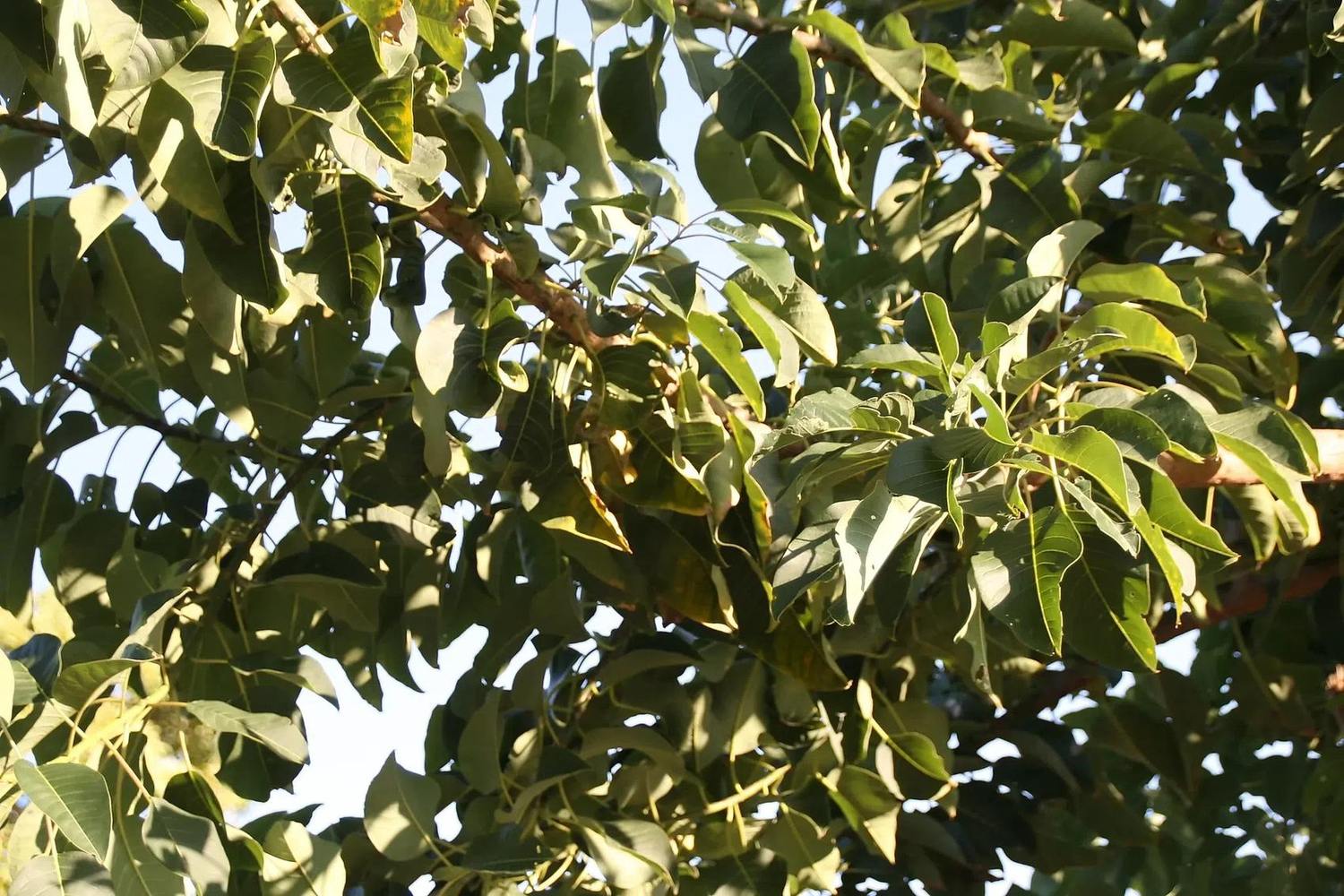 Hojas verdes y ramas de ombú vistas a contraluz, con algunas hojas curvadas y zonas amarillentas