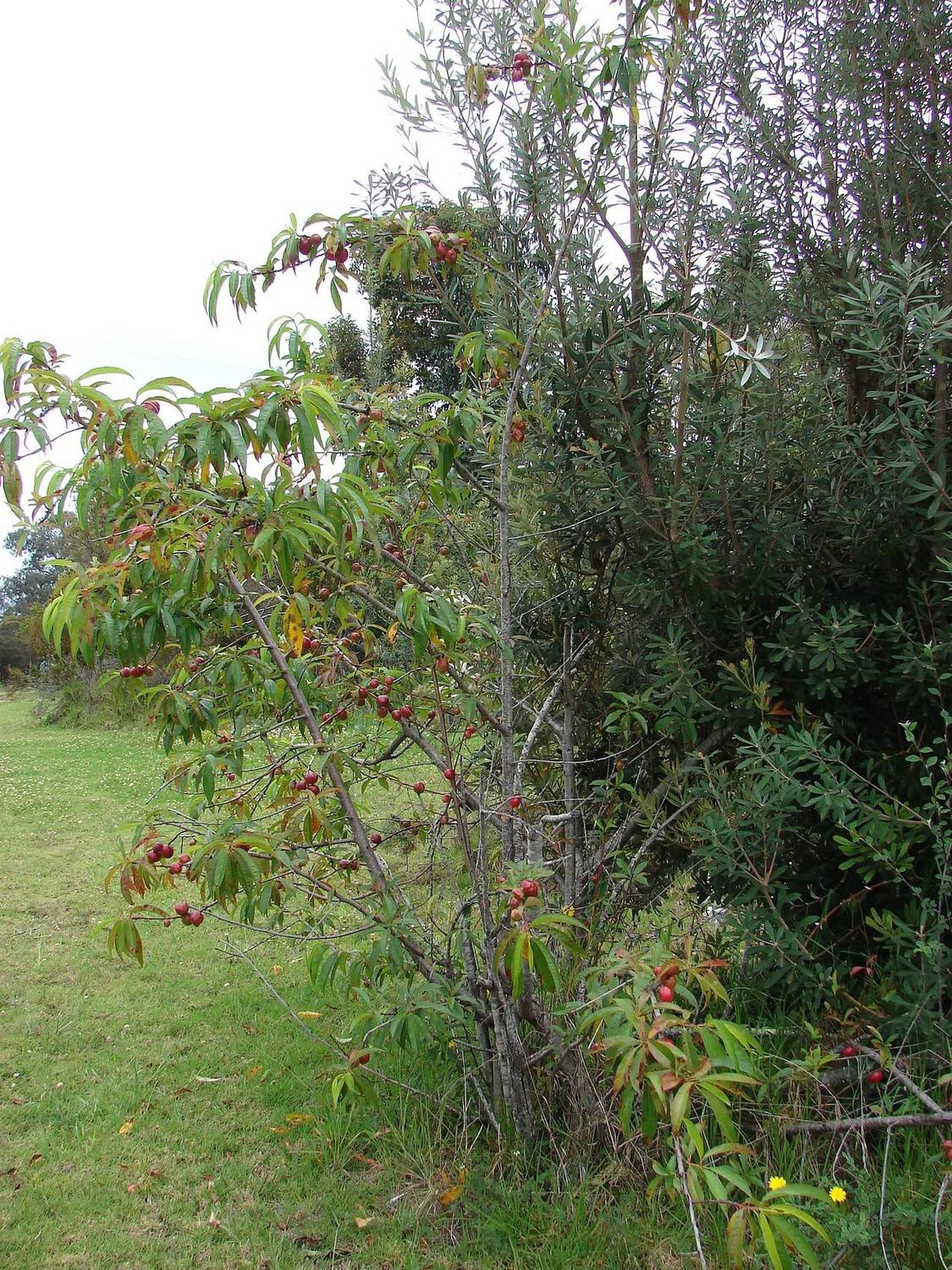 Ramas de nectarina con frutos rojizos y hojas alargadas, en un árbol plantado en suelo cuya copa queda fuera del encuadre