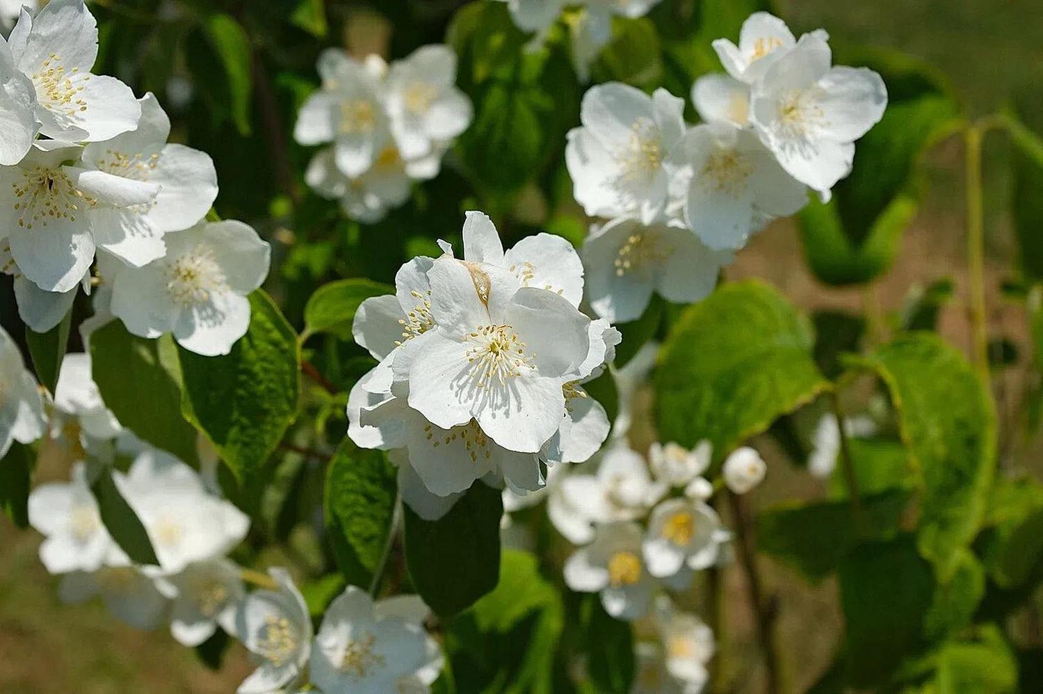 Flores blancas de Philadelphus con estambres amarillos y hojas verdes, con una flor central enfocada